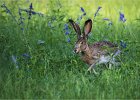 Sue Richardson_Run Jack Rabbit Run!.jpg